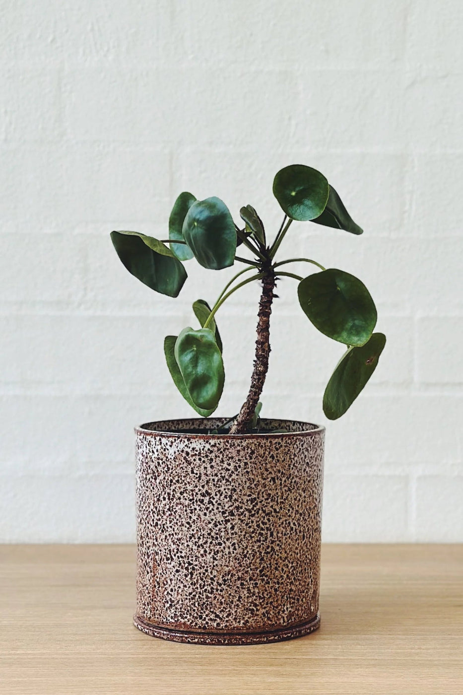 Jenn Johnston Ceramics Speckled Planter - Medium - Marz DesignsJenn Johnston Ceramics