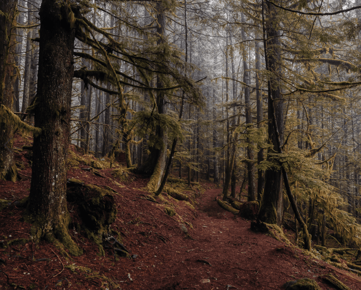 Planting a Greener Future - Marz Designs 