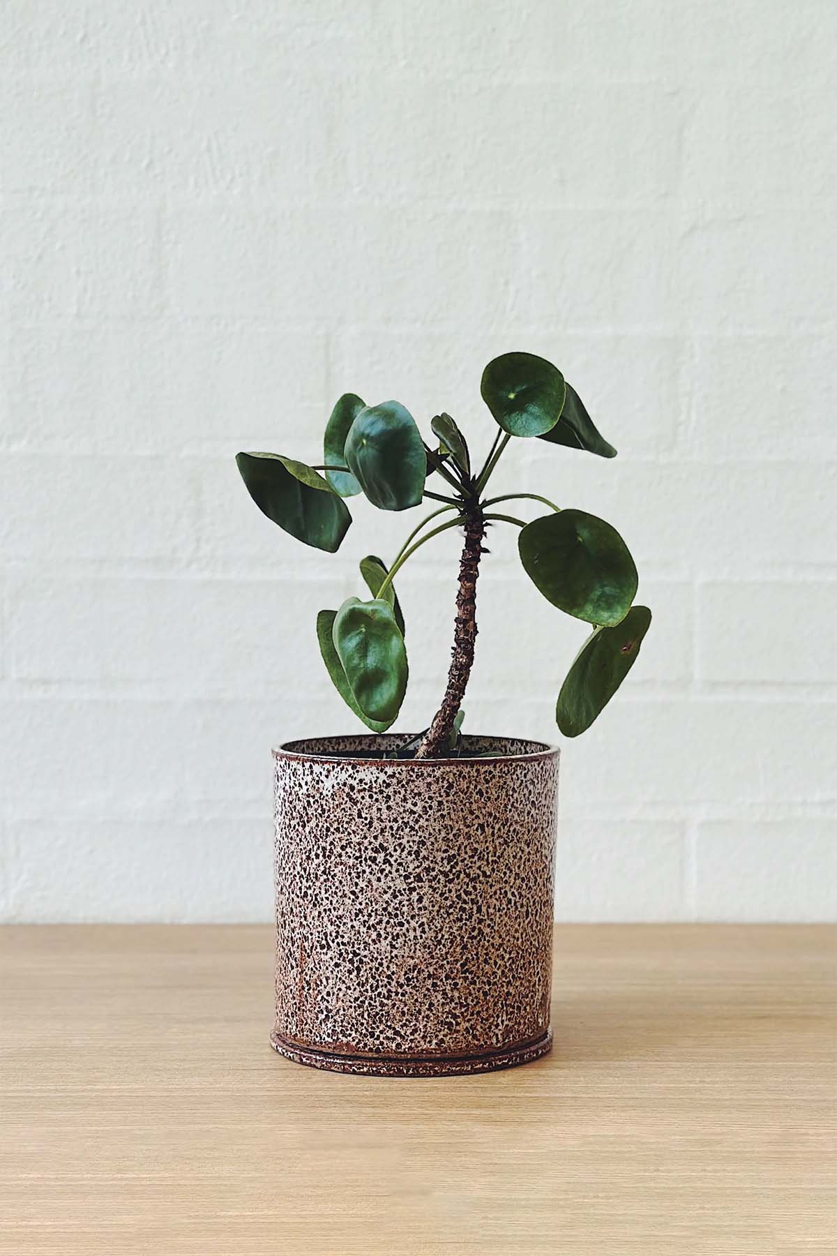 Jenn Johnston Ceramics Speckled Planter - Medium - Marz Designs - Jenn Johnston Ceramics -