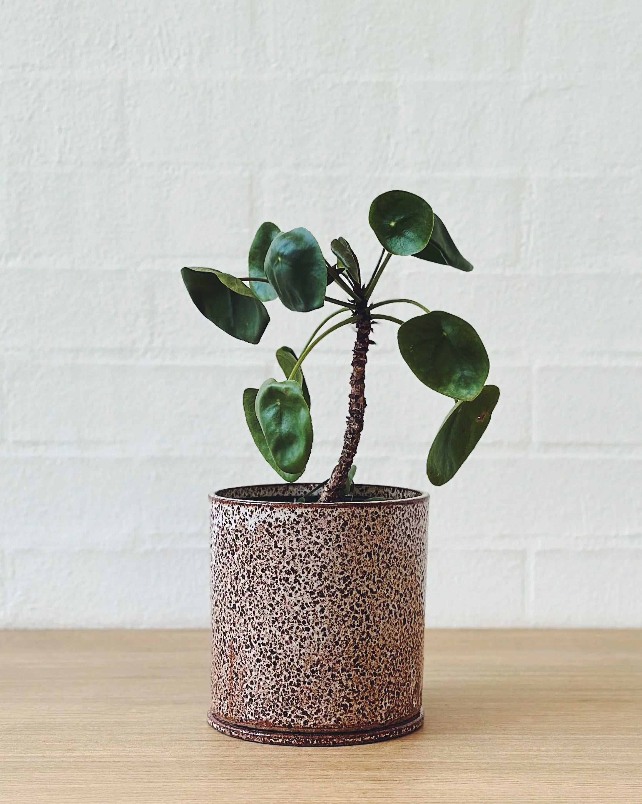 Jenn Johnston Ceramics Speckled Planter - Medium - Marz DesignsJenn Johnston Ceramics