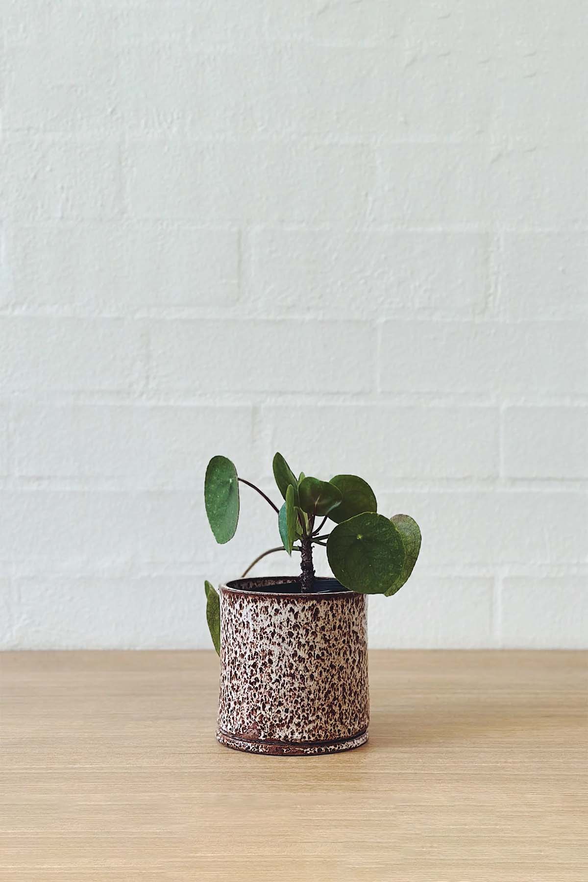 Jenn Johnston Ceramics Speckled Planter - Small - Marz Designs - Jenn Johnston Ceramics -